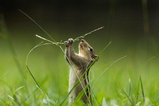 Una ardilla en dos patas sobre un prado verde