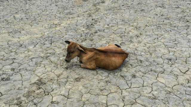 هند هم آثار گرما و خشکسالی را تجربه کرده است