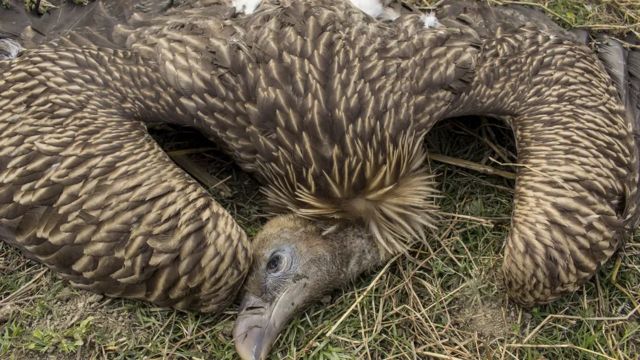 Jumlah burung pemakan bangkai di India turun dengan cepat.