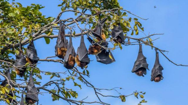Morcegos frugívoros do gênero Pteropus