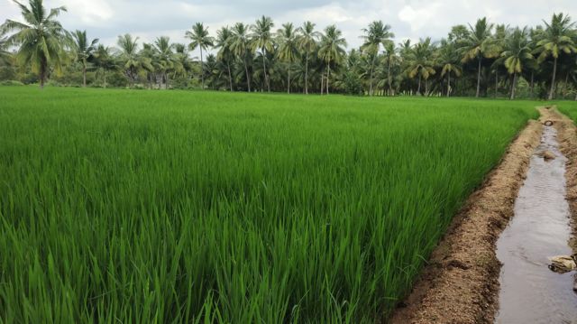 விவசாயம், நெல், காவிரி, டெல்டா, தமிழ்நாடு, கர்நாடகா