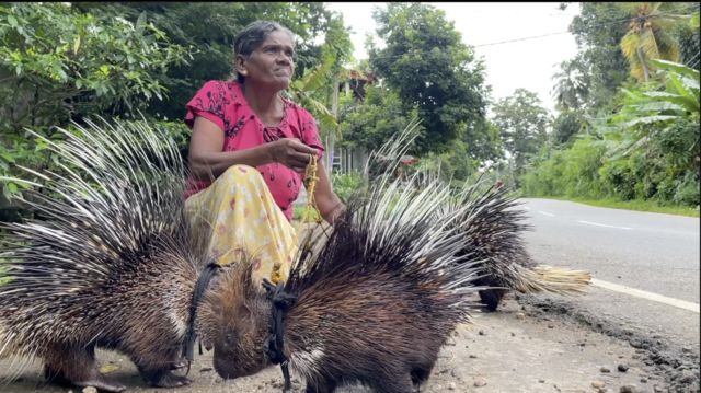 ‘हामी दुम्सीलाई खाना दिन्छौँ, उनीहरू पैसा कमाउँछन्’