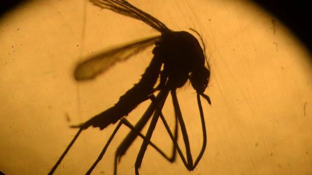 Sombra do Aedes aegypti