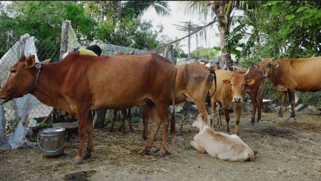 கைகொடுத்த கறவை மாடுகள்:  சுய தொழிலில் முன்னேறும் பெண்கள்