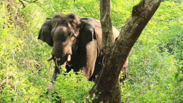 விருதுநகர் மாவட்டம் ராஜபாளையத்தில் யானைத் தந்தம் விற்பனை