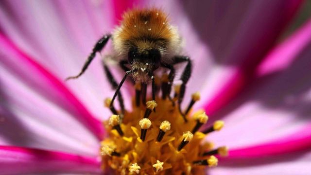 به گفته پژوهشگران عسل می‌تواند به سلامت زنبورها و انسان‌ها کمک کند