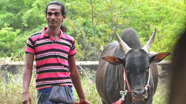 ஜல்லிக்கட்டு காளையுடன் சிந்தாமணி.