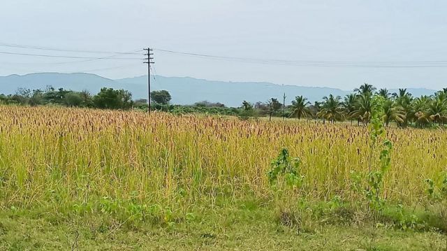 பூனைவால் கோரைப் புல்