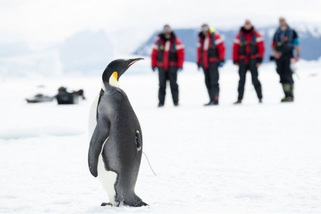 Императорский пингвин и группа ученых