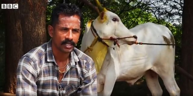 ஜல்லிக்கட்டு காளை