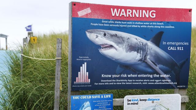 Объявление об опасности от нападения акул