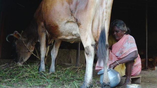 கைகொடுத்த கறவை மாடுகள்:  சுய தொழிலில் முன்னேறும் பெண்கள்