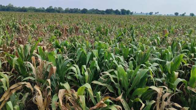 மக்கா சோளம் சாகுபடி பூச்சி தாக்குதல் விவசாயம்