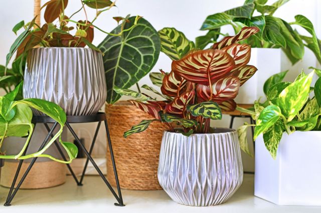 12 plantas para os cantinhos mais escuros da sua casa