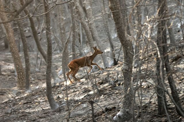 Cervo caminhando em floresta