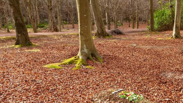 bosque com folhas no cho