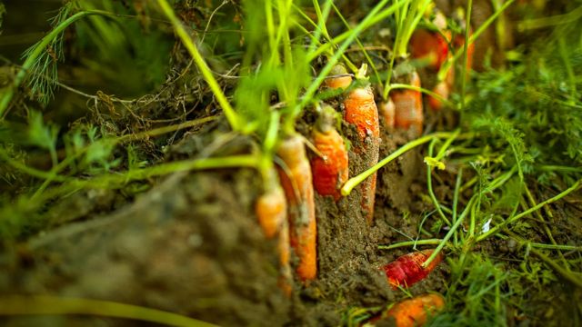Plantação de cenouras
