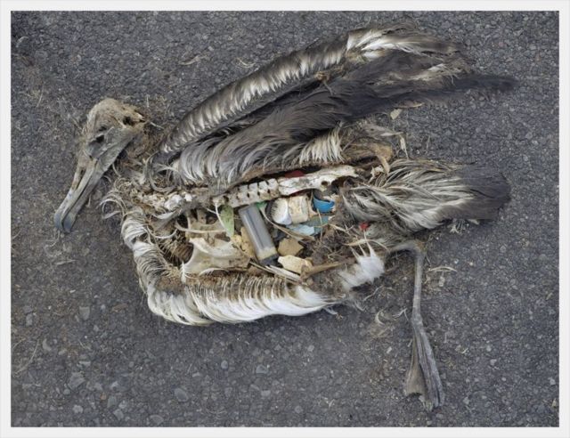 Imagem de pássaro morto com plásticos em seu estômago