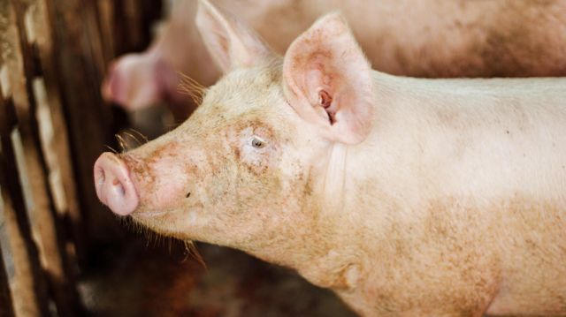 பன்றிக் கொழுப்பிலிருந்து விமான எரிபொருள் தயாரிக்கும் திட்டம் பெரும் பாதிப்பை ஏற்படுத்தும்