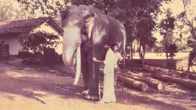 Экадантха, слон с бивнем