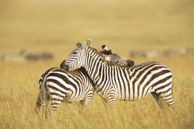மனிதர்களை போலவே நட்புறவுக் கொள்ளும் விலங்குகள்