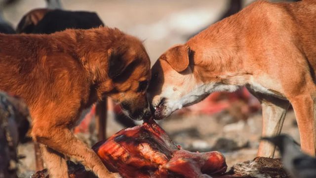 Anjing liar mendapat manfaat dari penurunan jumlah burung nasar di India, yang menyebabkan peningkatan kematian akibat rabies