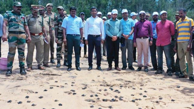 கடல் ஆமைகள் குஞ்சு பொரித்தல்