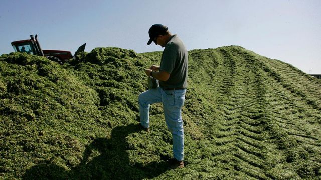 Green Acres Farm membuang 750 ton sehari limbah yang diolah ke ladang sebagai pupuk.