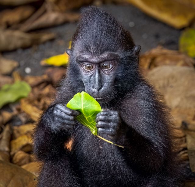 Sulawesi macaque with its eyes wide open hooking at a leaf it is holding in both hands, giving the appearance that it is reading what is written on it and is surprised