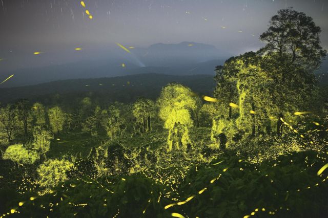 Un cielo nocturno y un bosque iluminado con luciérnagas en la Reserva de Tigres de Anamalai en Tamil Nadu, India.