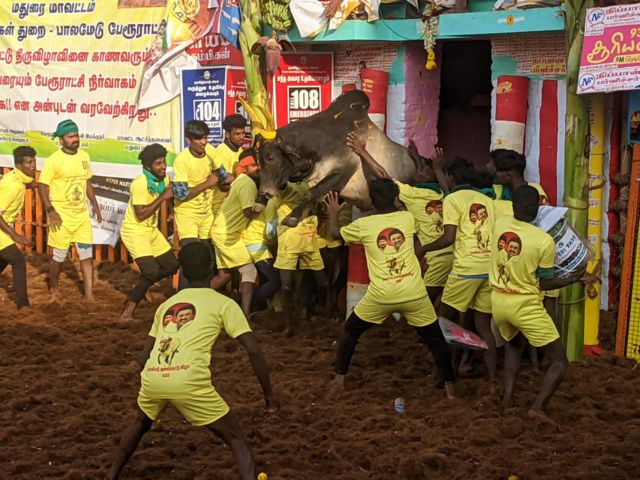 Palamedu Jallikattu Begins: A Bull Spinning a Tamilian Catcher