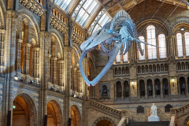 Esqueleto de baleia em museu