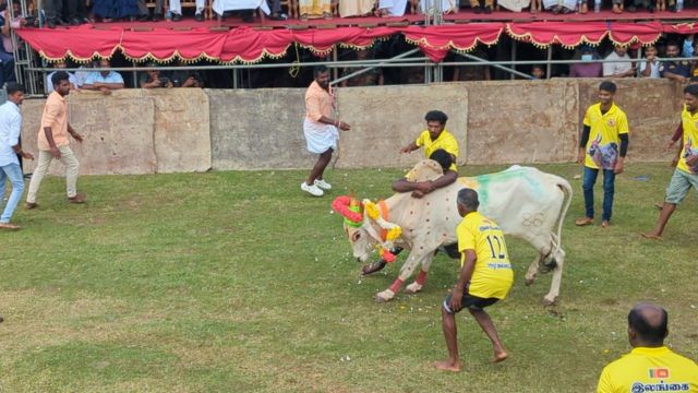 இலங்கையில் தமிழக வீரர்கள் உதவியுடன் பிரமாண்ட  ஜல்லிக்கட்டு: எப்படி நடக்கிறது?