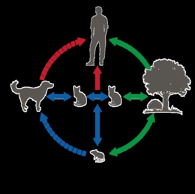 Ciclo de transmissão do Sporothrix brasiliensis