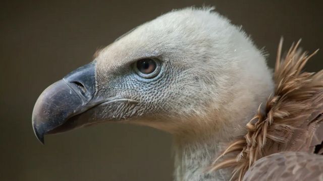 Burung nasar dan hyena memainkan peran penting dalam melestarikan ekosistem dan mencegah penyakit seperti rabies. 