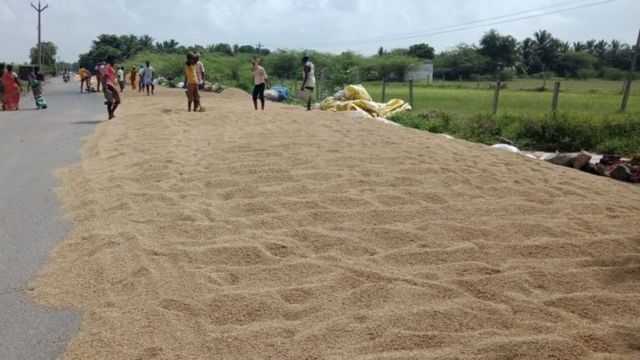 நெல் விலை, விவசாயி, விவசாயம்