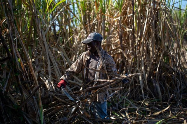 Un trabajador corta caña de azúcar en una plantación cerca de San Pedro de Macorís, en el este de República Dominicana, el 27 de marzo de 2023.
