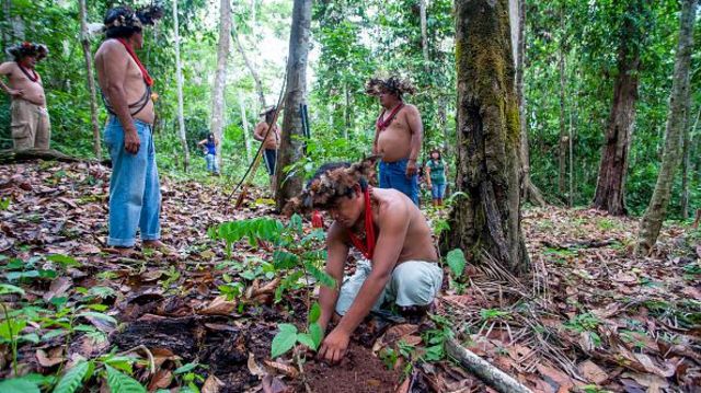 Indígena plantando árvore