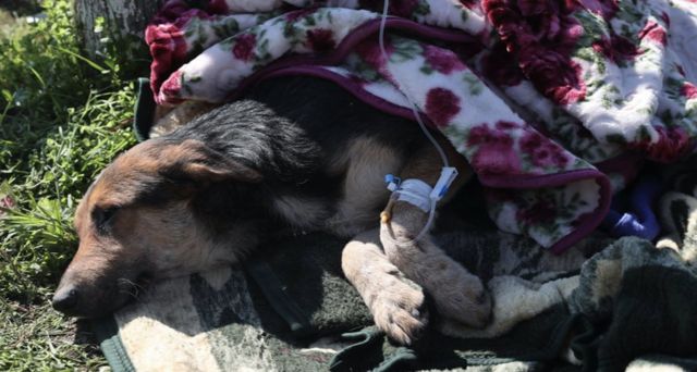 Um cachorro deitado no chão coberto com um cobertor.