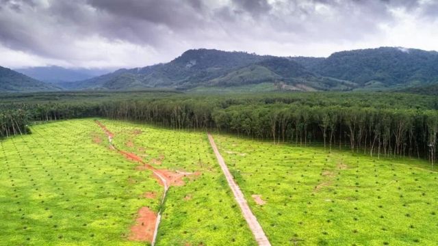 பாமாயில், உணவு, ஆராய்ச்சி, பூமி, சுற்றுச்சூழல்