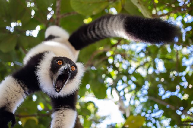 Black and white ruffed lemur with its mouth wide open