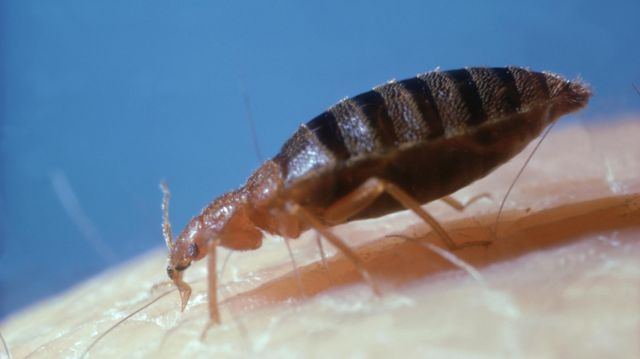 மூட்டைப் பூச்சி