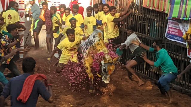 Avaniyapuram Jallukattu