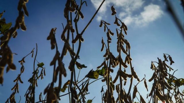 Soybean in a drought-stricken field in Argentina where farmers expect to harvest a mere 20% of what they normally would