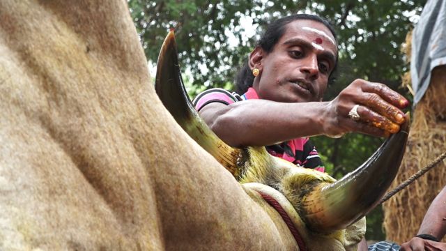 சிந்தாமணி காளை