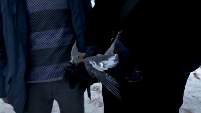 Shimbir la badbaadiyay