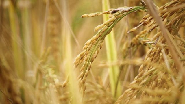 நெல் விலை, விவசாயி, விவசாயம்