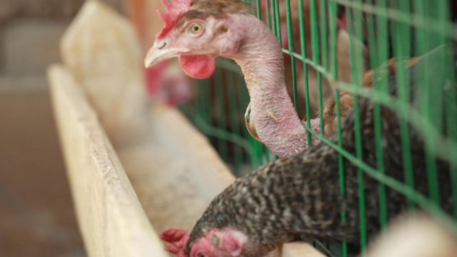 கோழிக்கழிவு