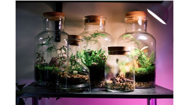 Floresta urbana: 8 formas como plantas podem melhorar sua casa - BBC News  Brasil