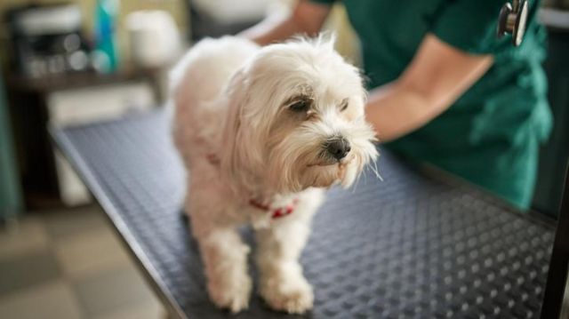 Cachorro sendo avaliado por veterinário